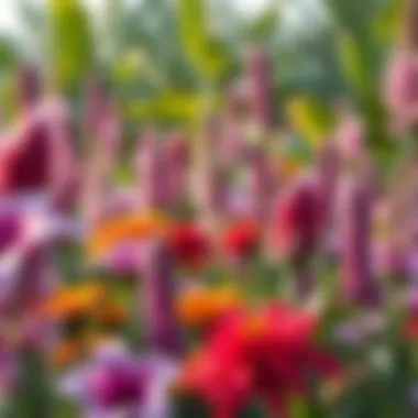 Diverse local flora thriving in Dubai