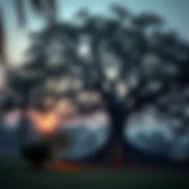 Ancient Tree in Mushrif Park An ancient tree in Mushrif Park representing the ecological diversity of the area