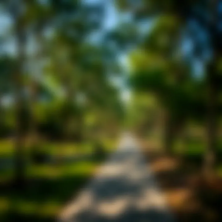 Walking paths surrounded by trees